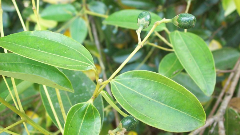 Cây Quế quan. Cinnamomum zeylanicum Blume - Cây Thuốc Nam Quanh Ta